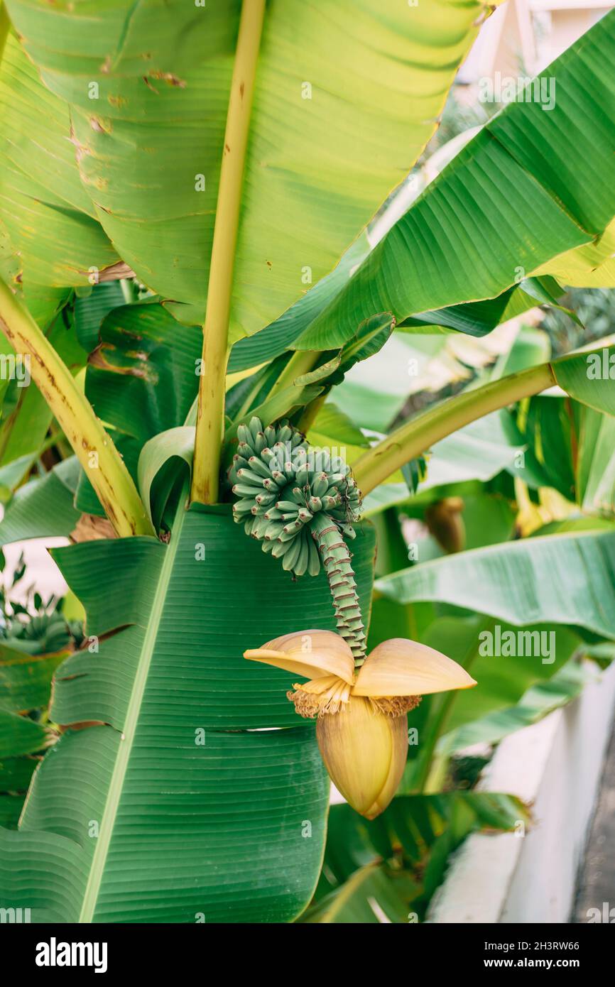 Banana palm blooms. A big yellow flower. Little green bananas on palm tree. Unripe bananas. Stock Photo