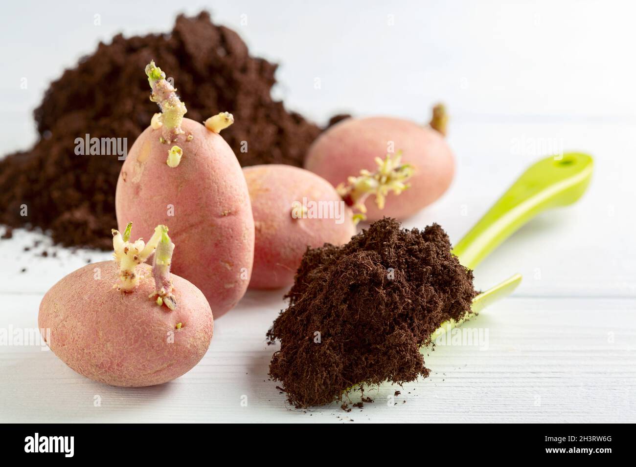 Sprouted potatoes and soil for planting Stock Photo Alamy