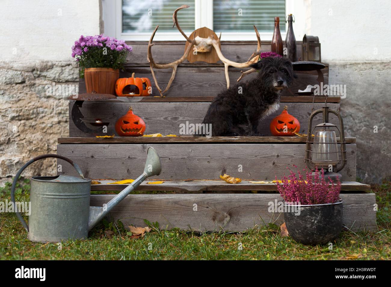 halloween decorated stairs with old black dog, lanterns, flowers and pumpkins. Cute puppy at autumn Stock Photo
