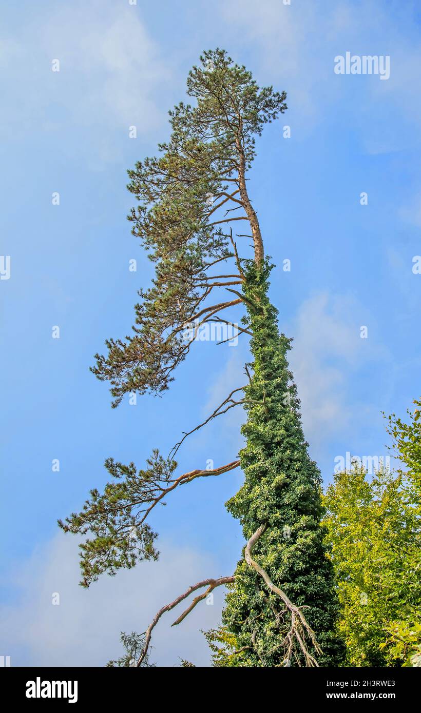 Scots pine 'Pinus sylvestris Stock Photo