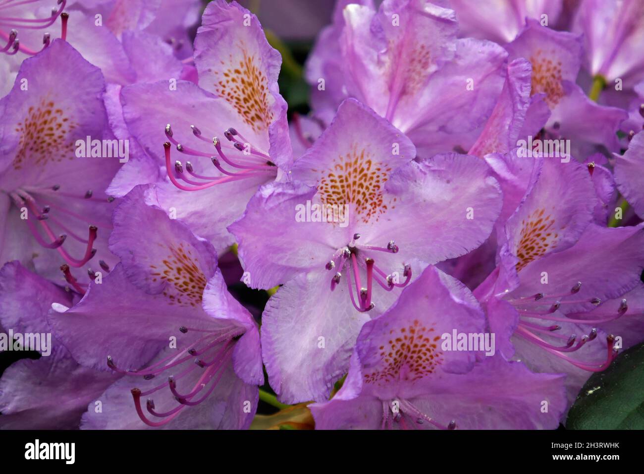 Rhododendrons Stock Photo