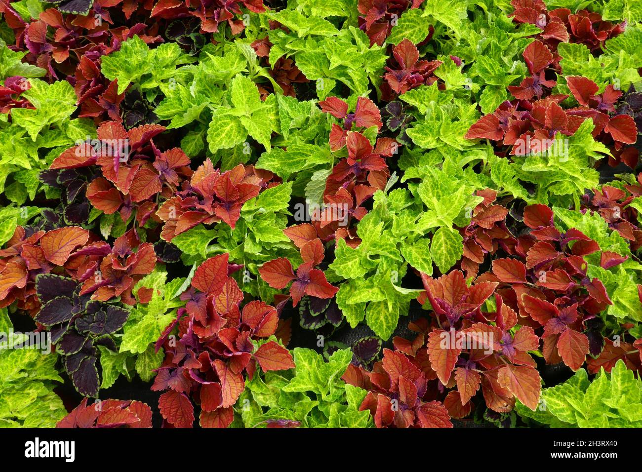 Colorful nettle Stock Photo