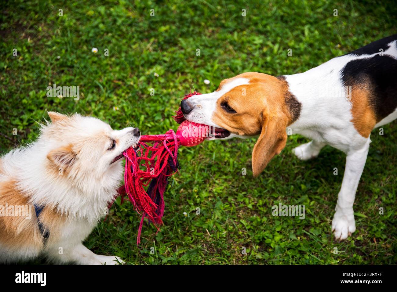 Two dogs playing tug of war with a rope Stock Photo - Alamy