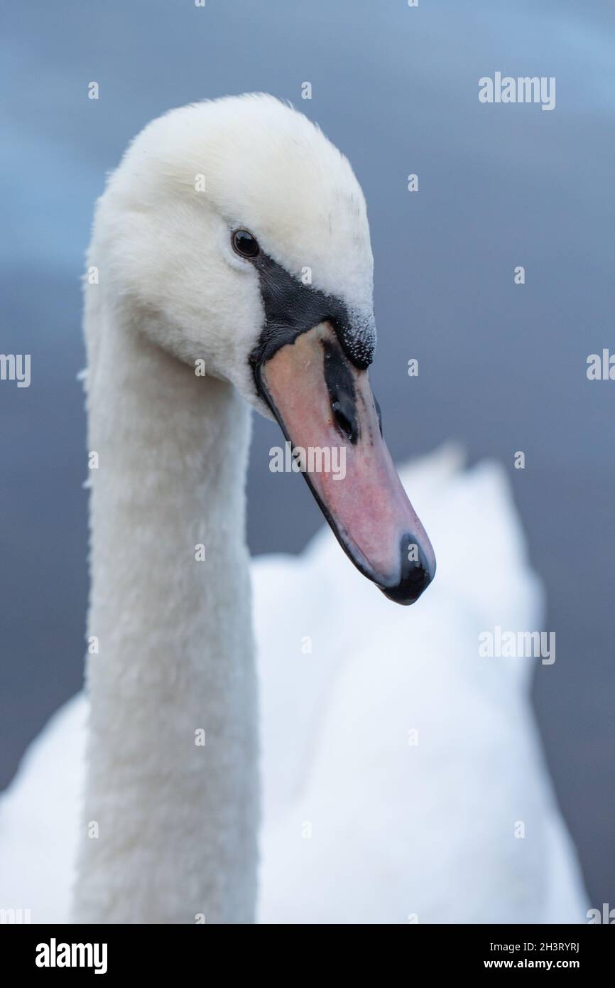 Immature Mute Swan (Cygnus olor). Head close up, portrait, showing facial detail, still developing knob, and bill colour to still become more intense. Stock Photo