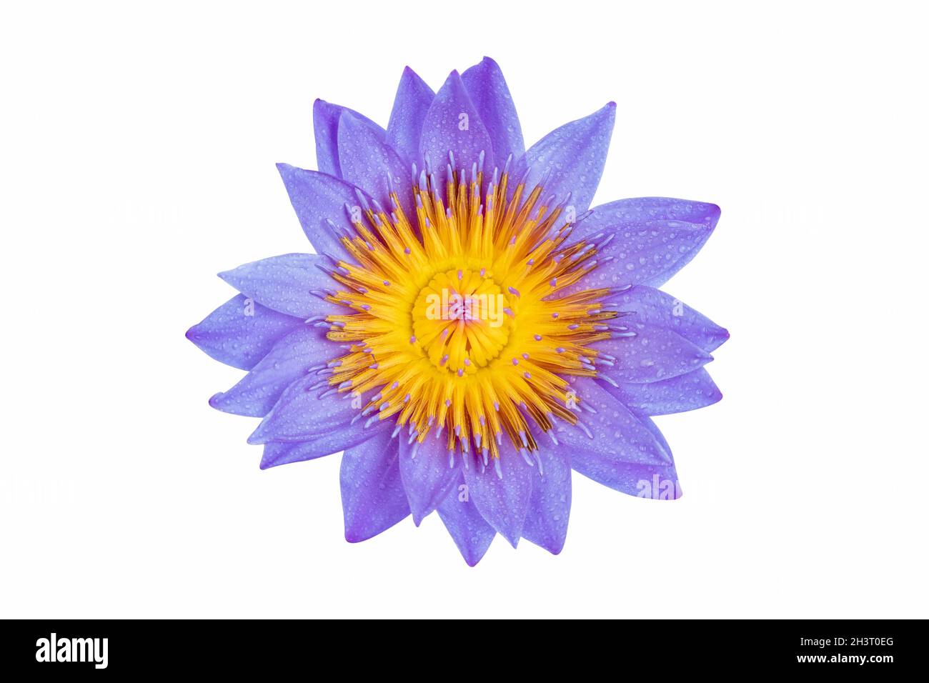 Water lily in full bloom Stock Photo