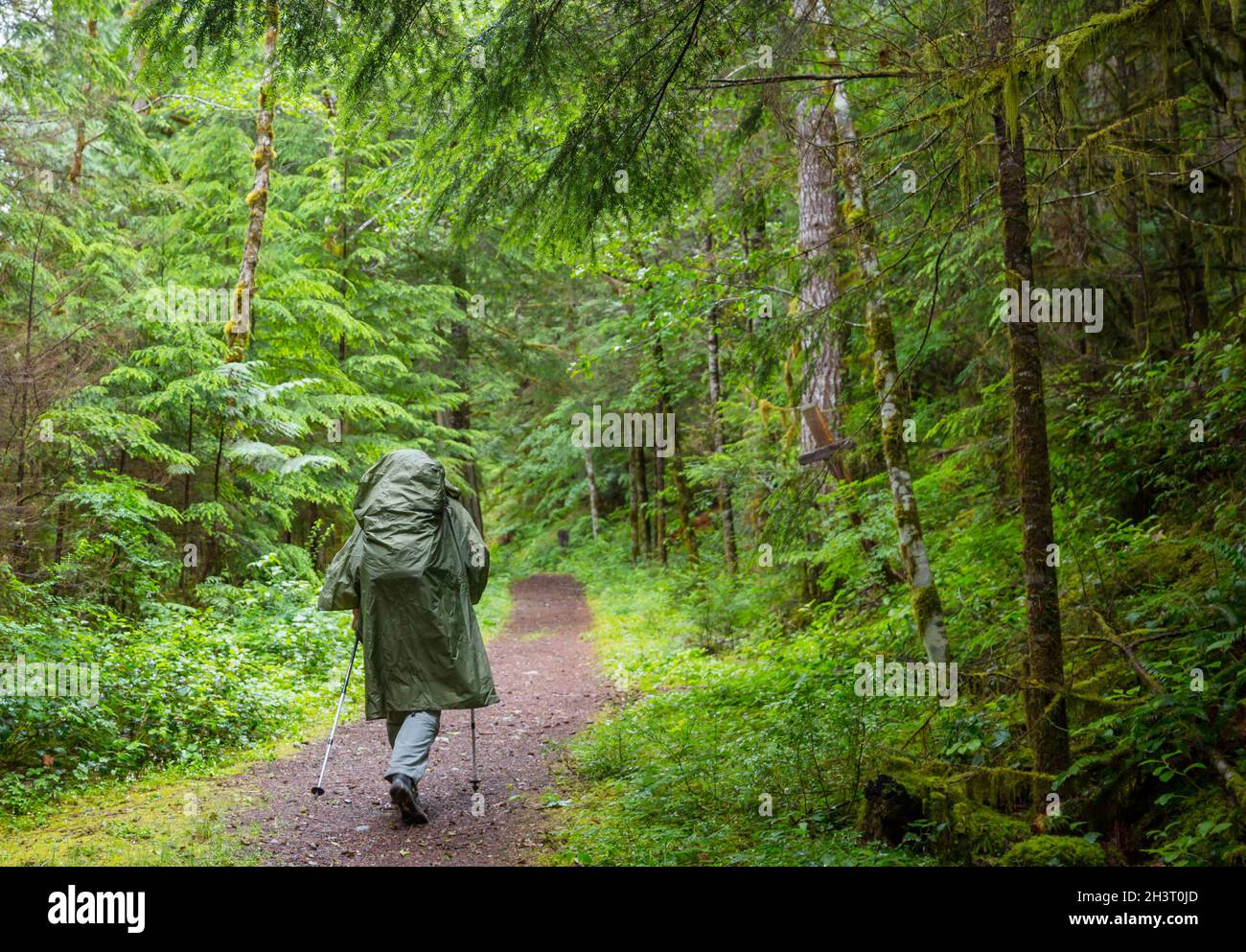 Hike in the forest Stock Photo - Alamy
