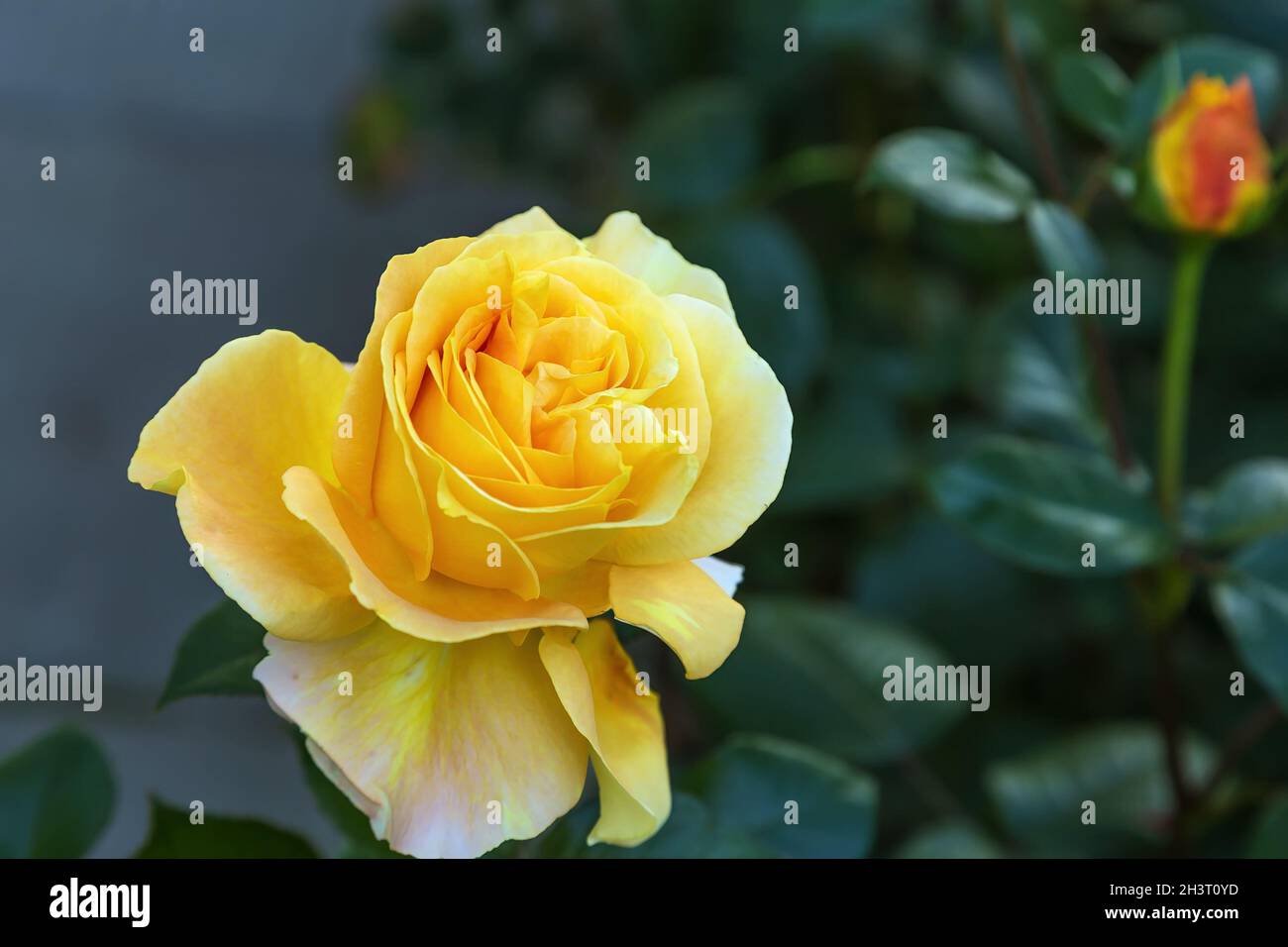 Russian Three Roses Garden rose, Russia Stock Photo - Alamy
