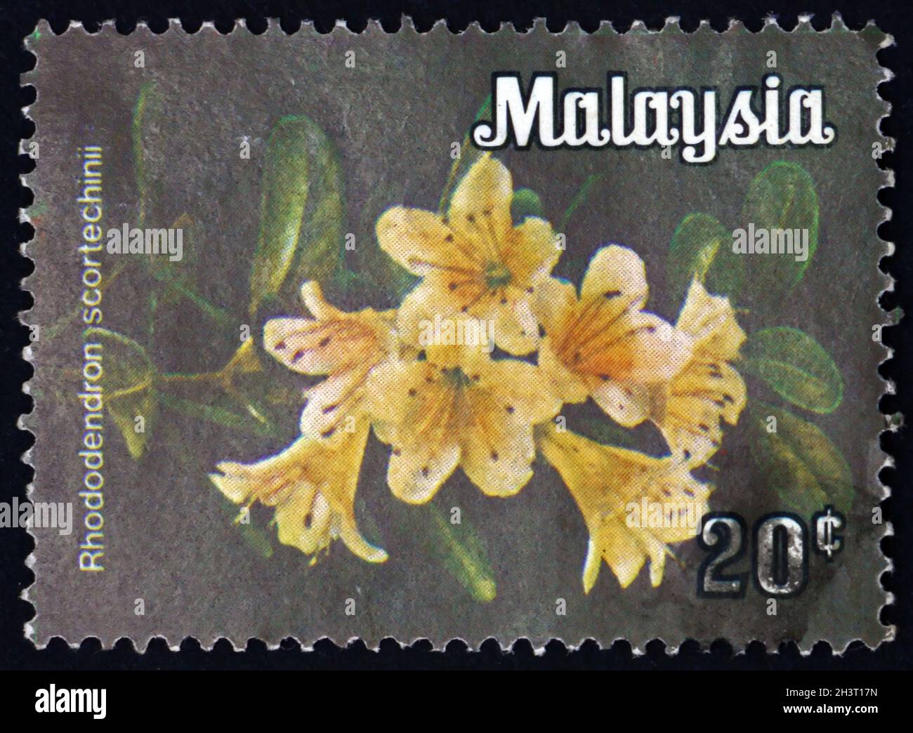 MALAYSIA - CIRCA 1979: a stamp printed in Malaysia shows rhododendron scortechinii, is a species of rhododendron native to tropical southern Asia, cir Stock Photo