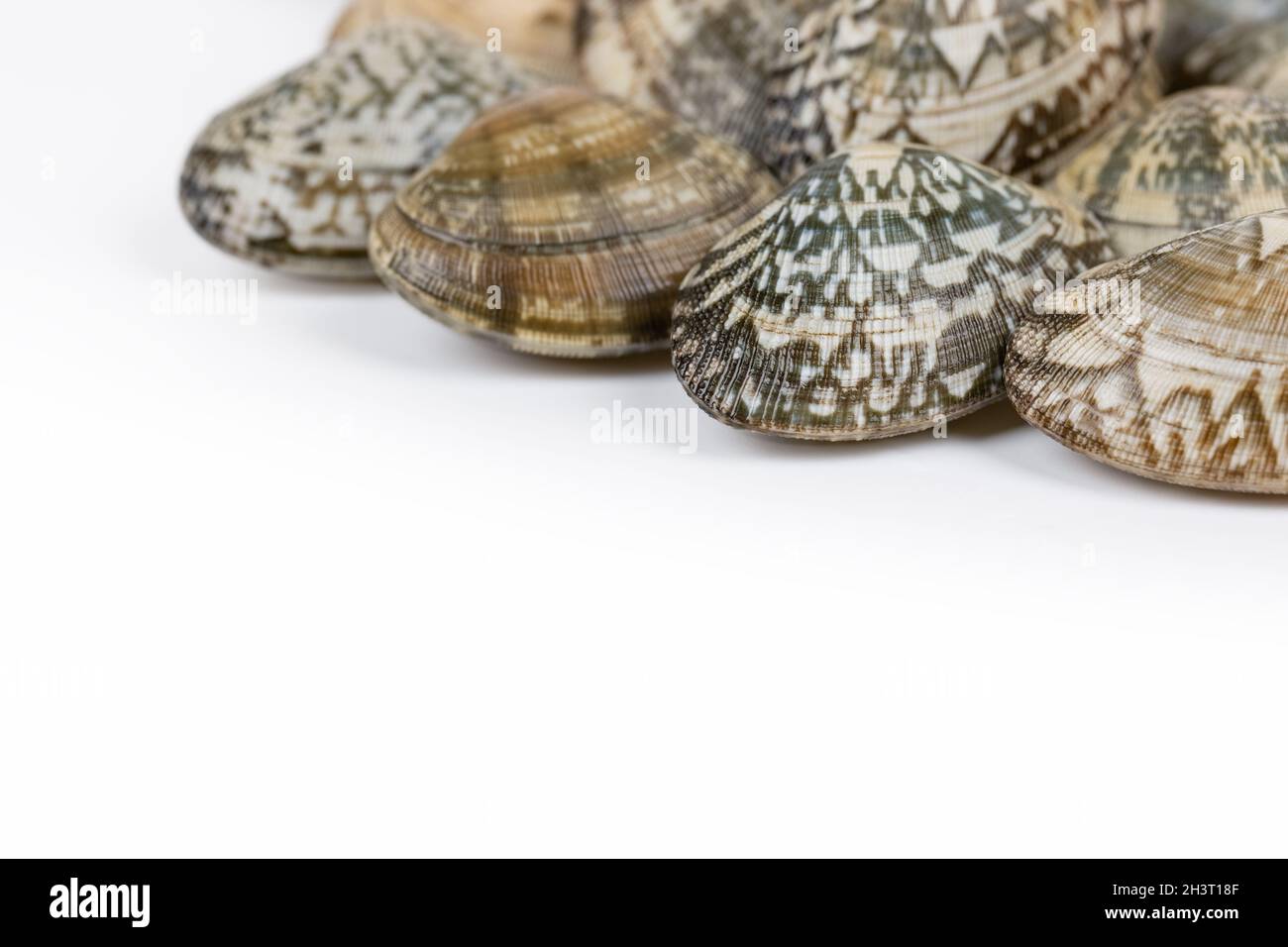 Short necked clam on white background Stock Photo