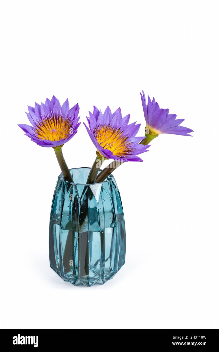 Three water lilies in glass vase isolated Stock Photo