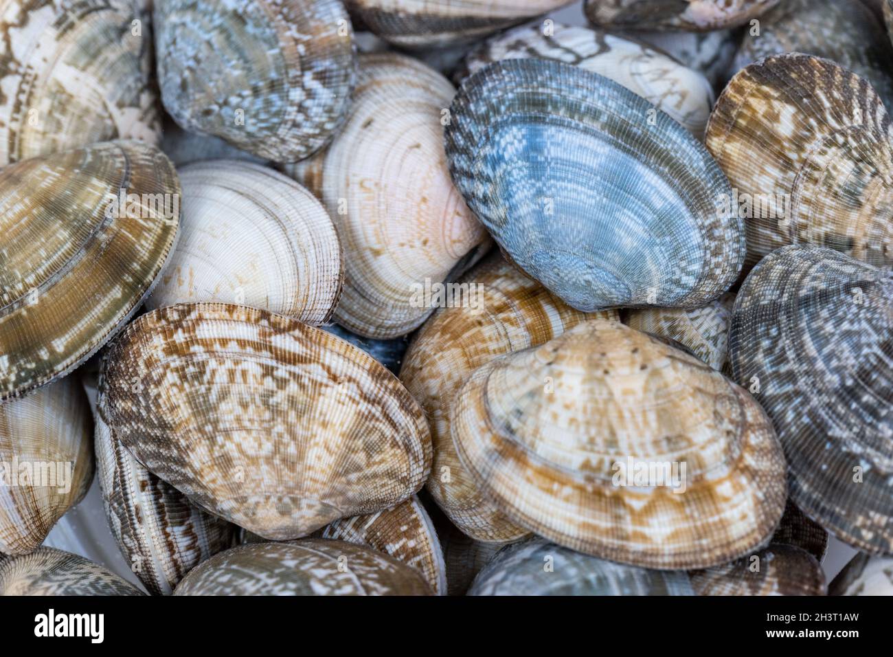 Short necked clam Stock Photo