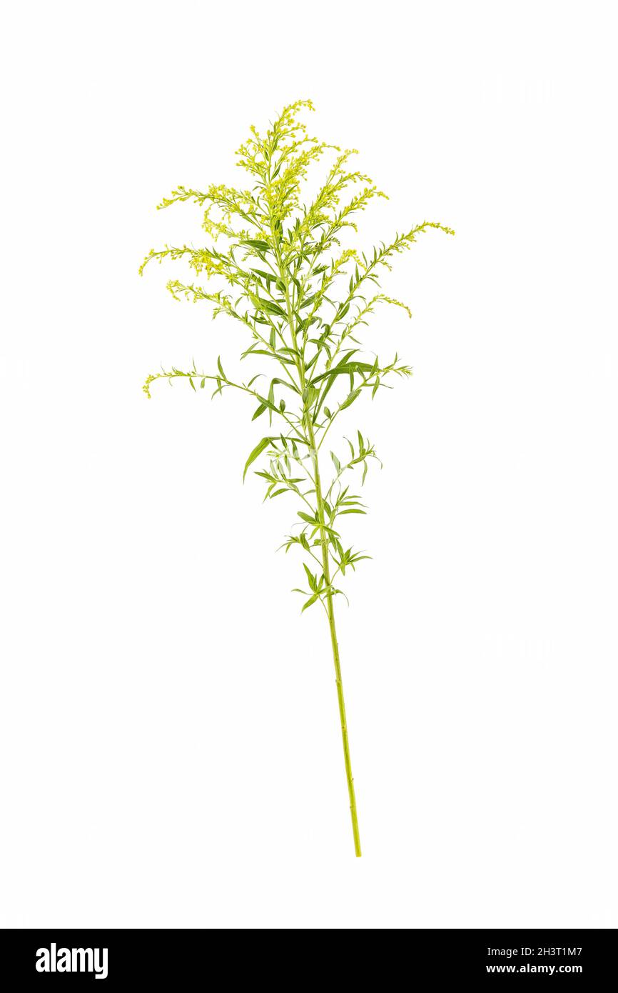 Solidago canadensis isolated on white, Stock Photo
