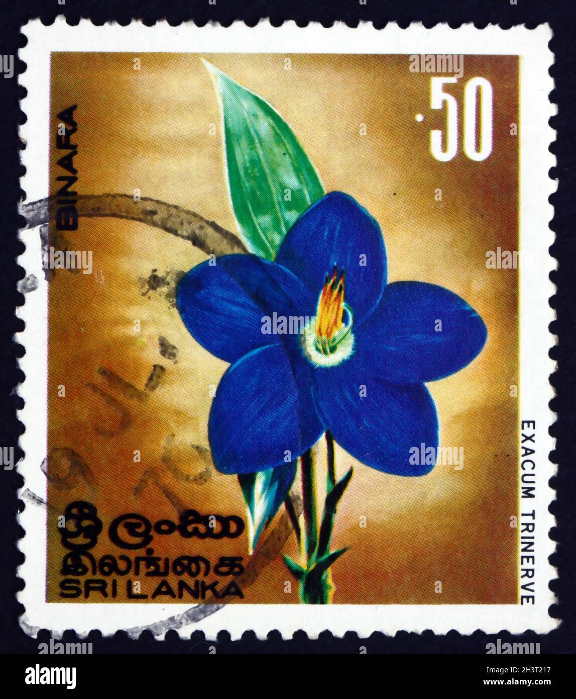 SRI LANKA - CIRCA 1976: a stamp printed in Sri Lanka shows binara (exacum trinerve), flowering plant, circa 1976 Stock Photo