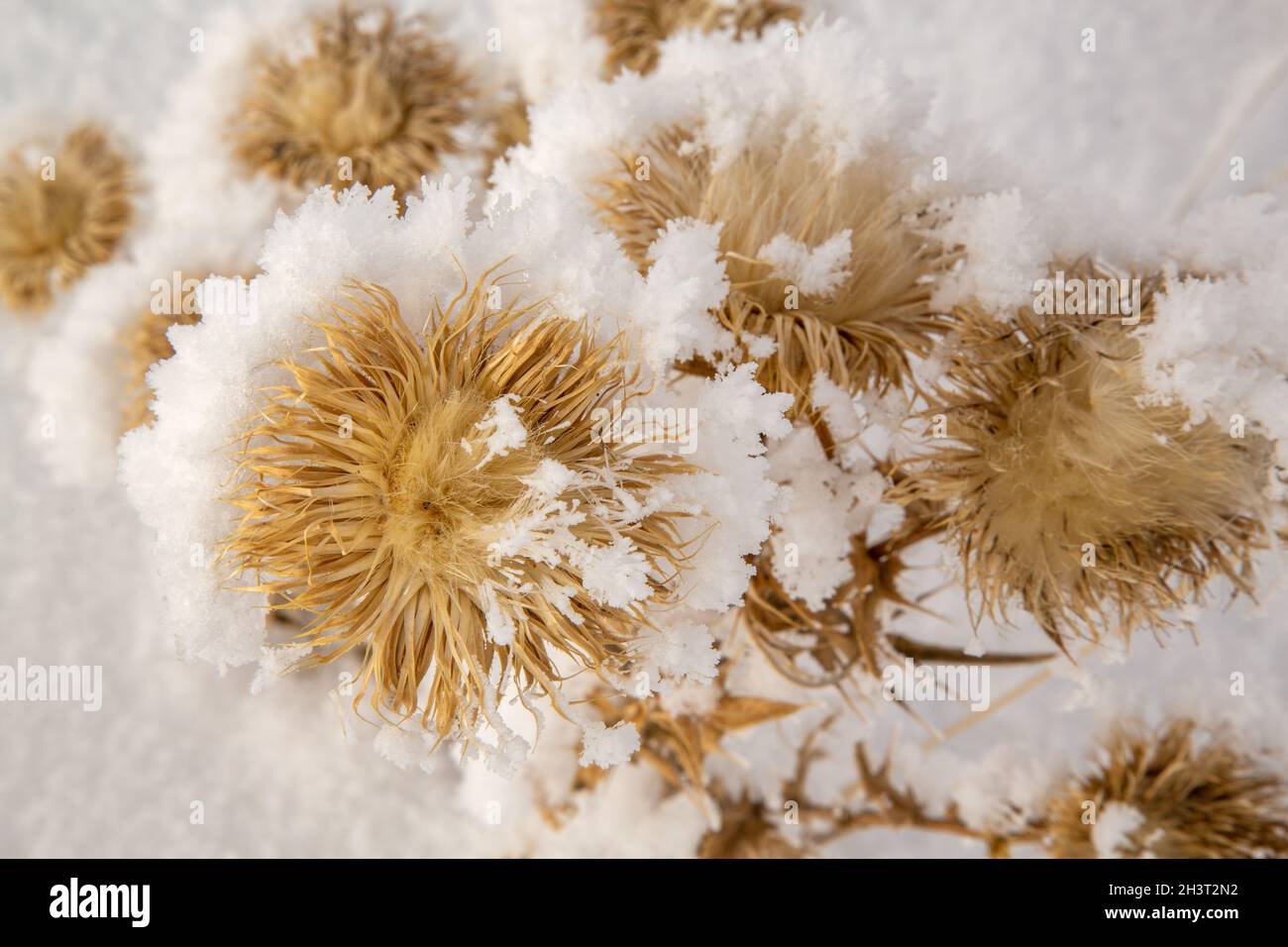 A thorny wild plant frozen during the rime. Stock Photo