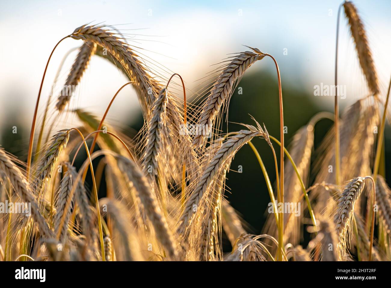 Wheat field closeup shoot an sunny day Stock Photo