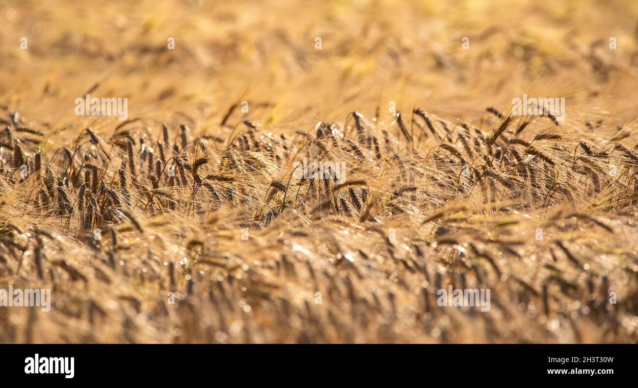 Wheat field closeup shoot an sunny day Stock Photo