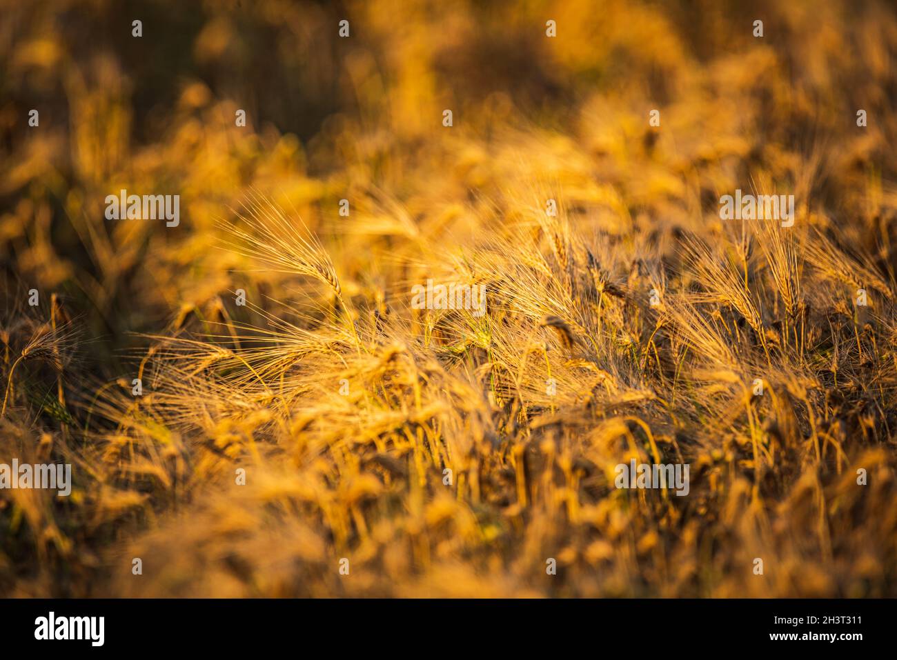 Wheat field closeup shoot an sunny day Stock Photo