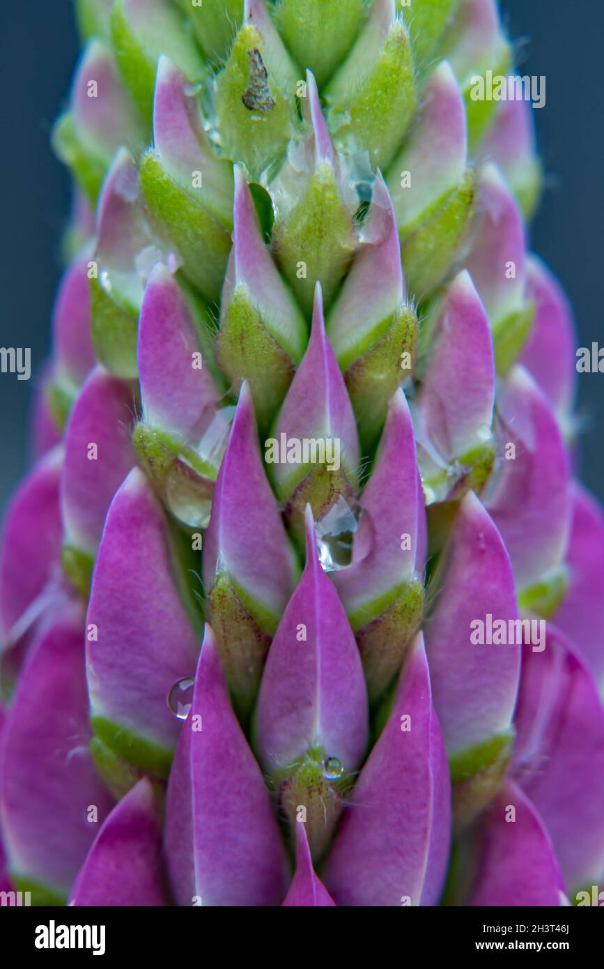 Lupine blossom Stock Photo