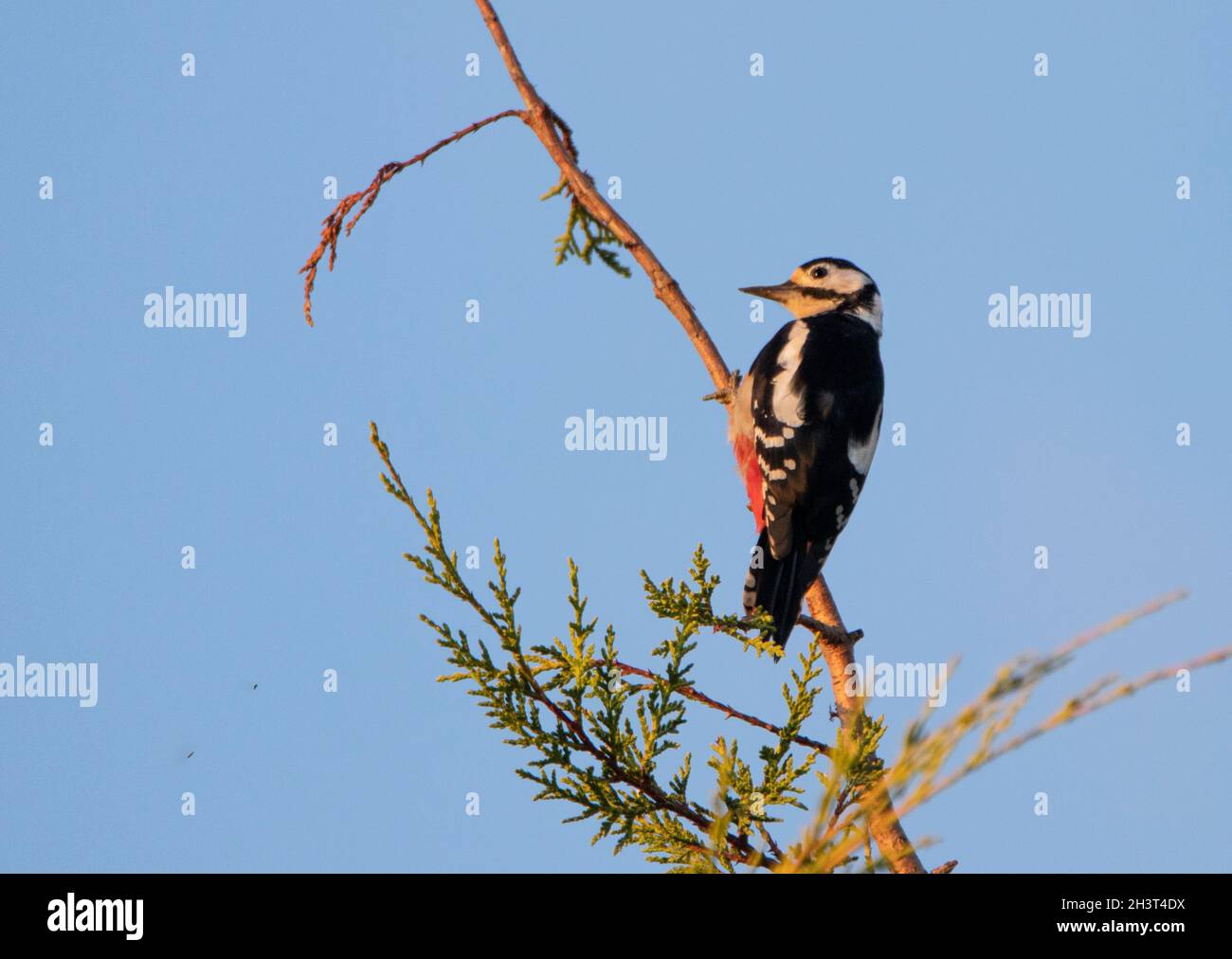Great spotted woodpecker, woodpecker, in a Tree, Bedfordshire, UK Stock Photo