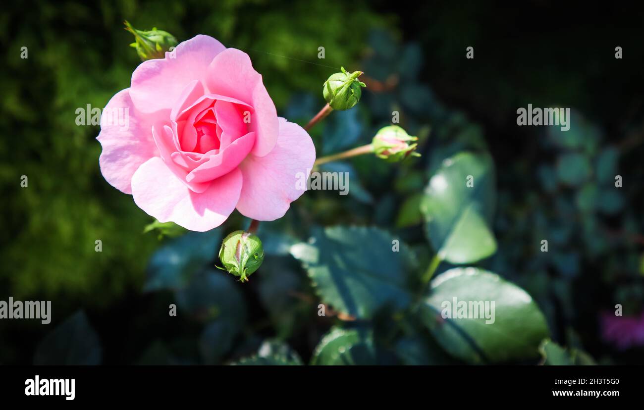 Beautiful pink rose Bonica with buds in the garden Stock Photo