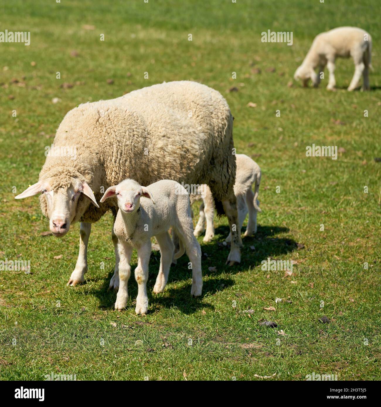 Flock of sheep for landscape maintenance on a meadow in Herrenkrugpark near Magdeburg in Germany Stock Photo