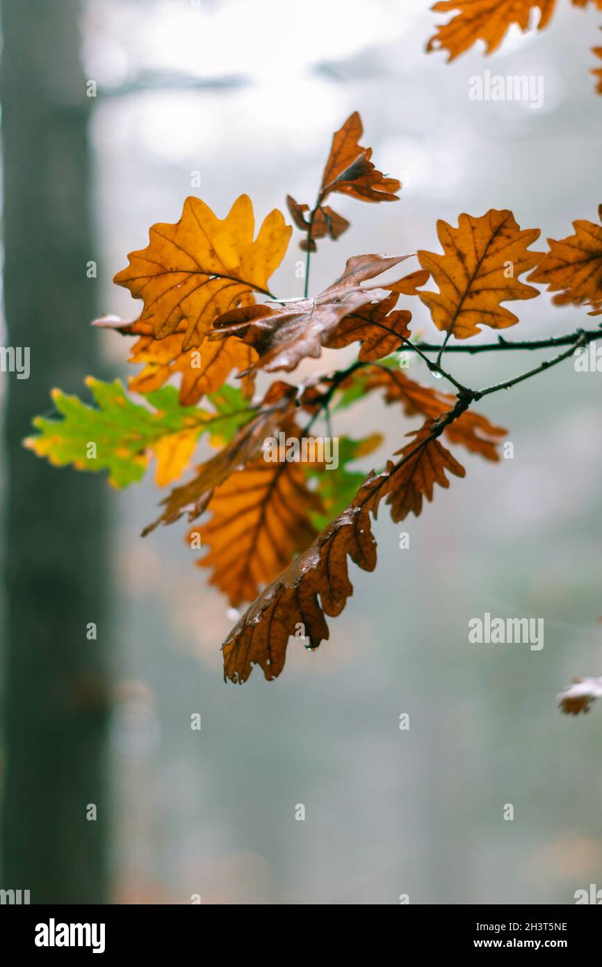 Closeup of oak tree leaves during Autumn in the forest Stock Photo - Alamy
