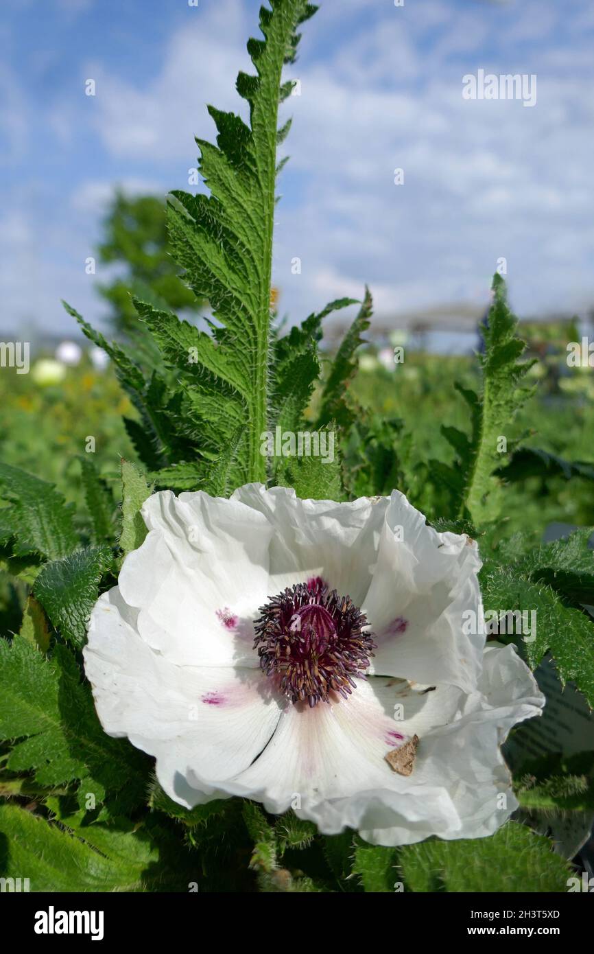 Turkish poppy seeds Stock Photo - Alamy