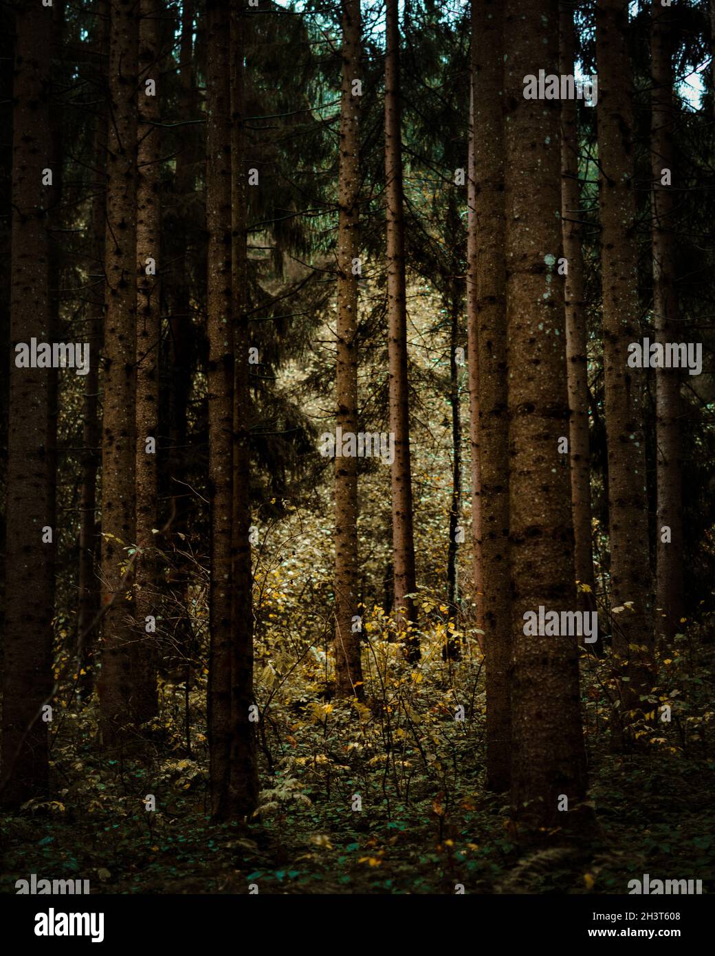 Vertical shot of tall trees with thin trunks in a forest Stock Photo ...