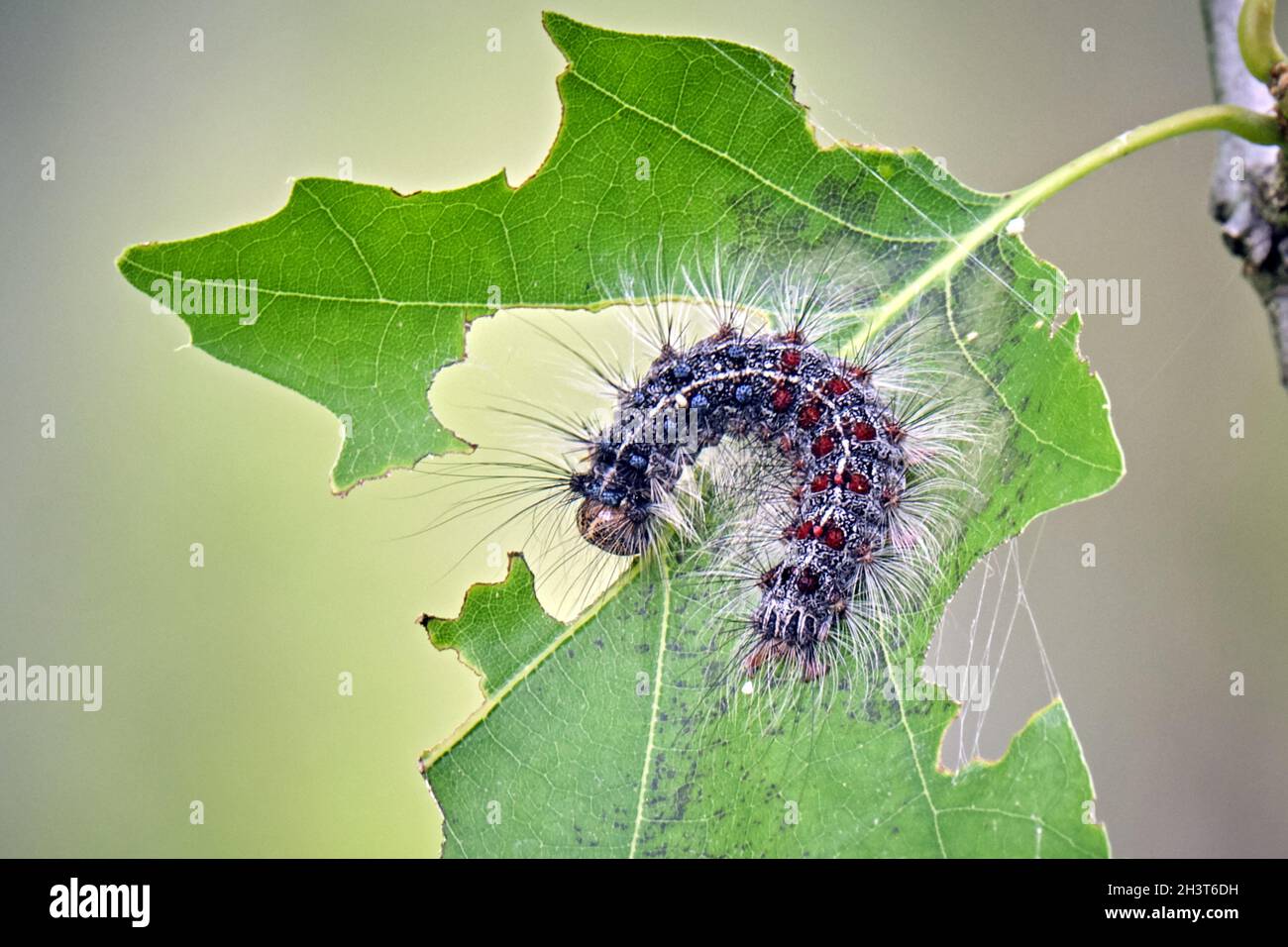 Gypsy moth caterpillar (Lymantria dispar Stock Photo Alamy