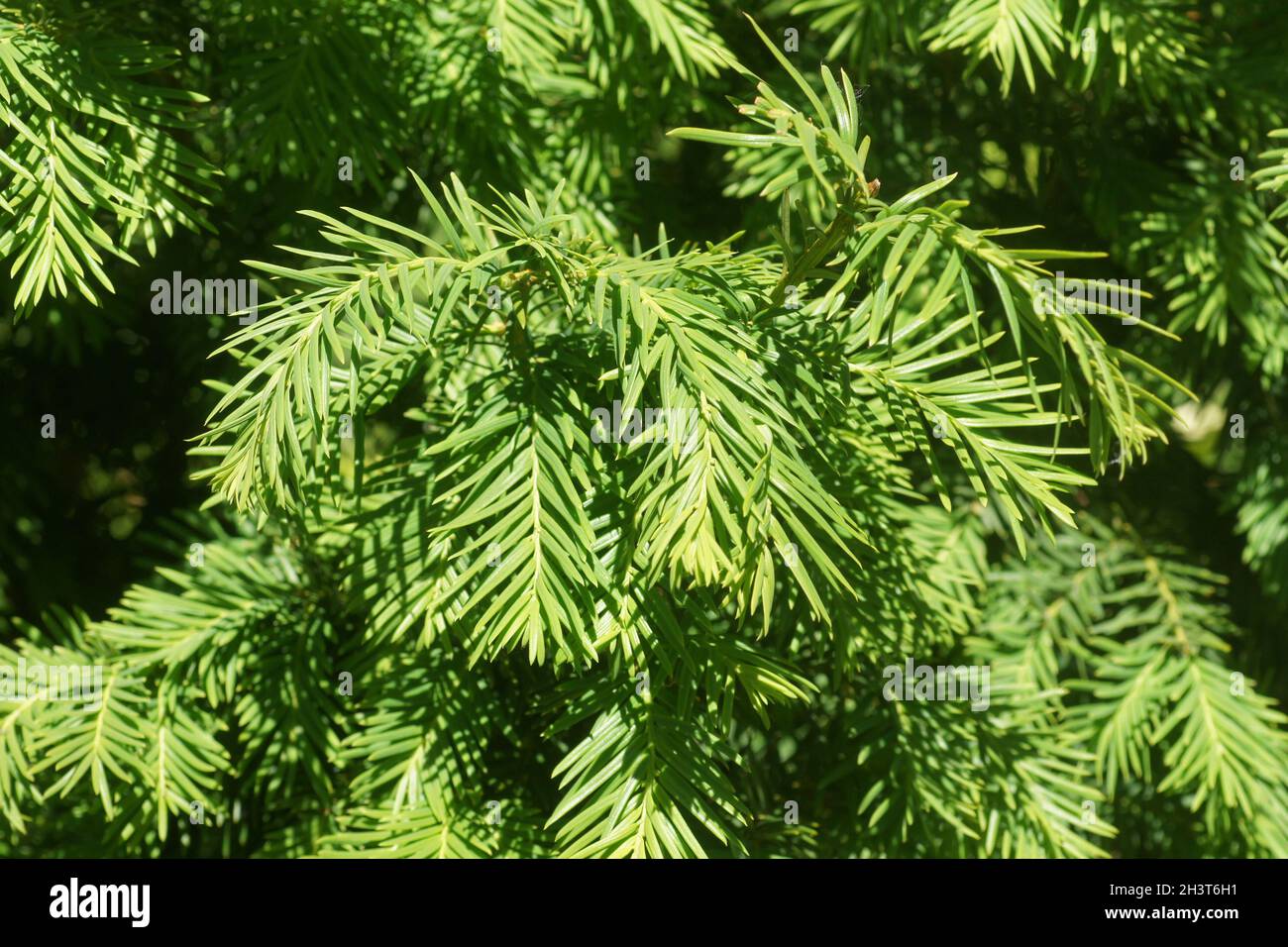 Taxus baccata, Yew, young leaves Stock Photo