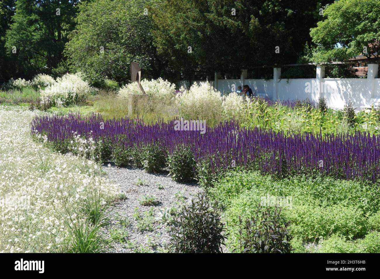 Salvia nemorosa, woodland sage Stock Photo