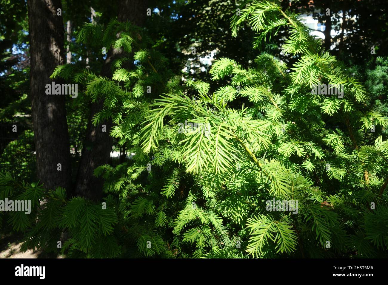 Taxus baccata, Yew, young leaves Stock Photo