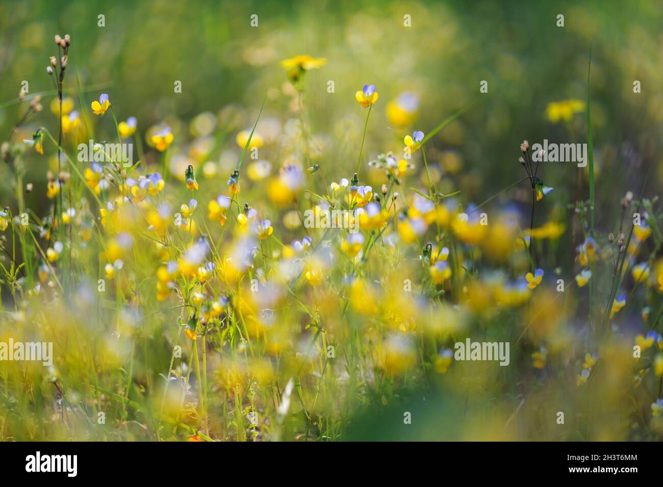 Wildflowers in forest hi-res stock photography and images - Alamy