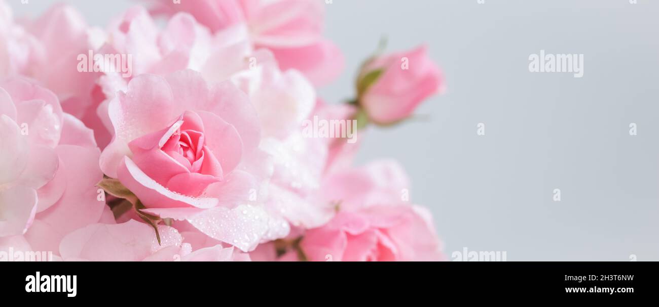 Pink roses on gray background. Perfect for background greeting cards and invitations of the wedding, birthday, Valentine's Day, Stock Photo