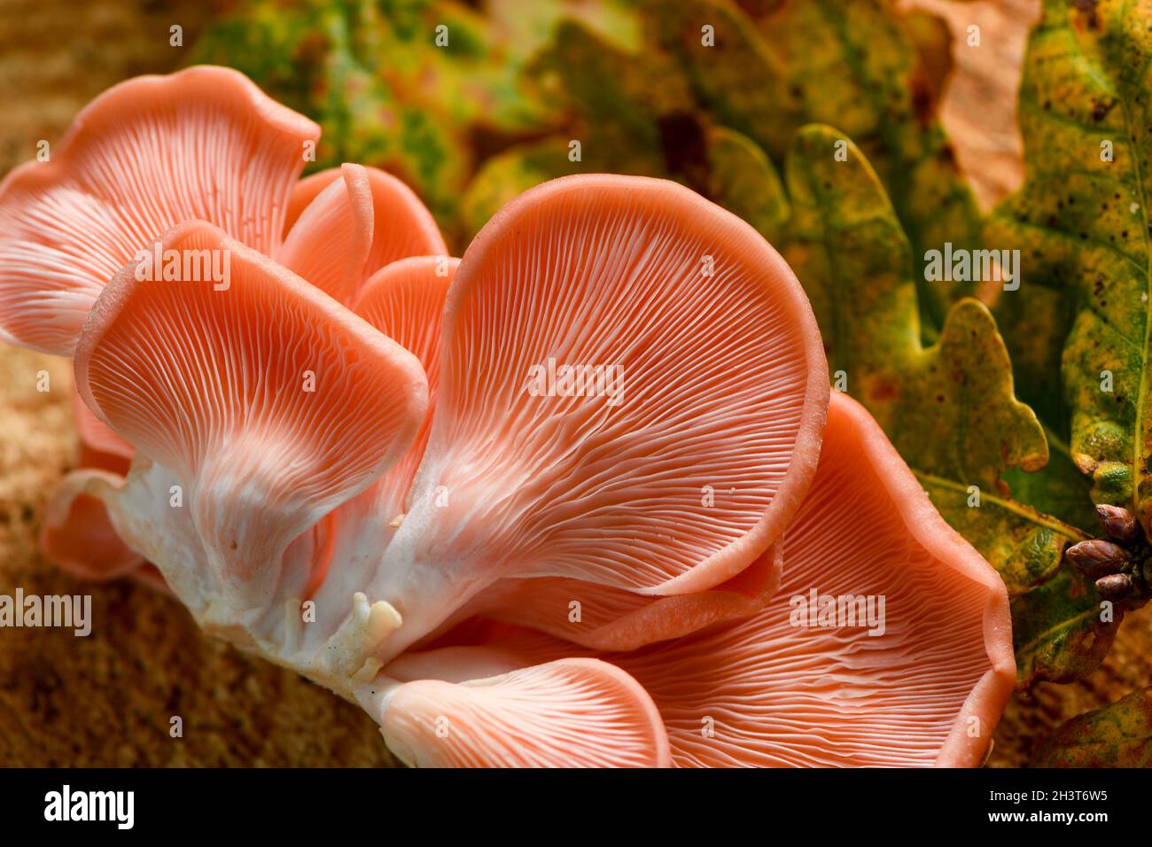 Pink oyster mushrooms shot from above on a forest autumnal background with oak leaves and tree wood with a hard penlight source picking out details. Stock Photo