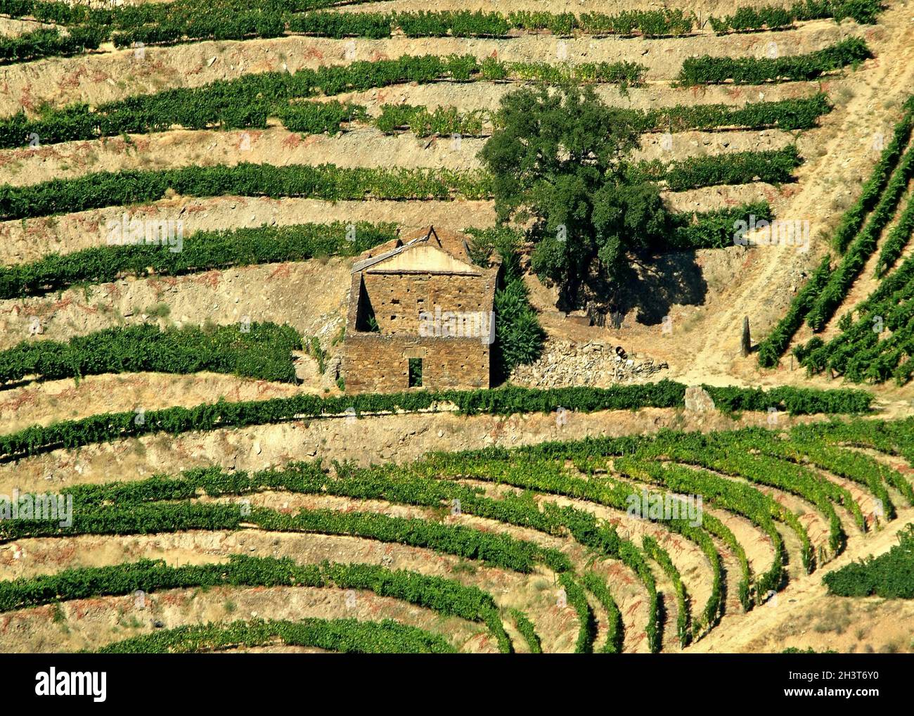 Viticulture in the Douro Valley - Portugal Stock Photo