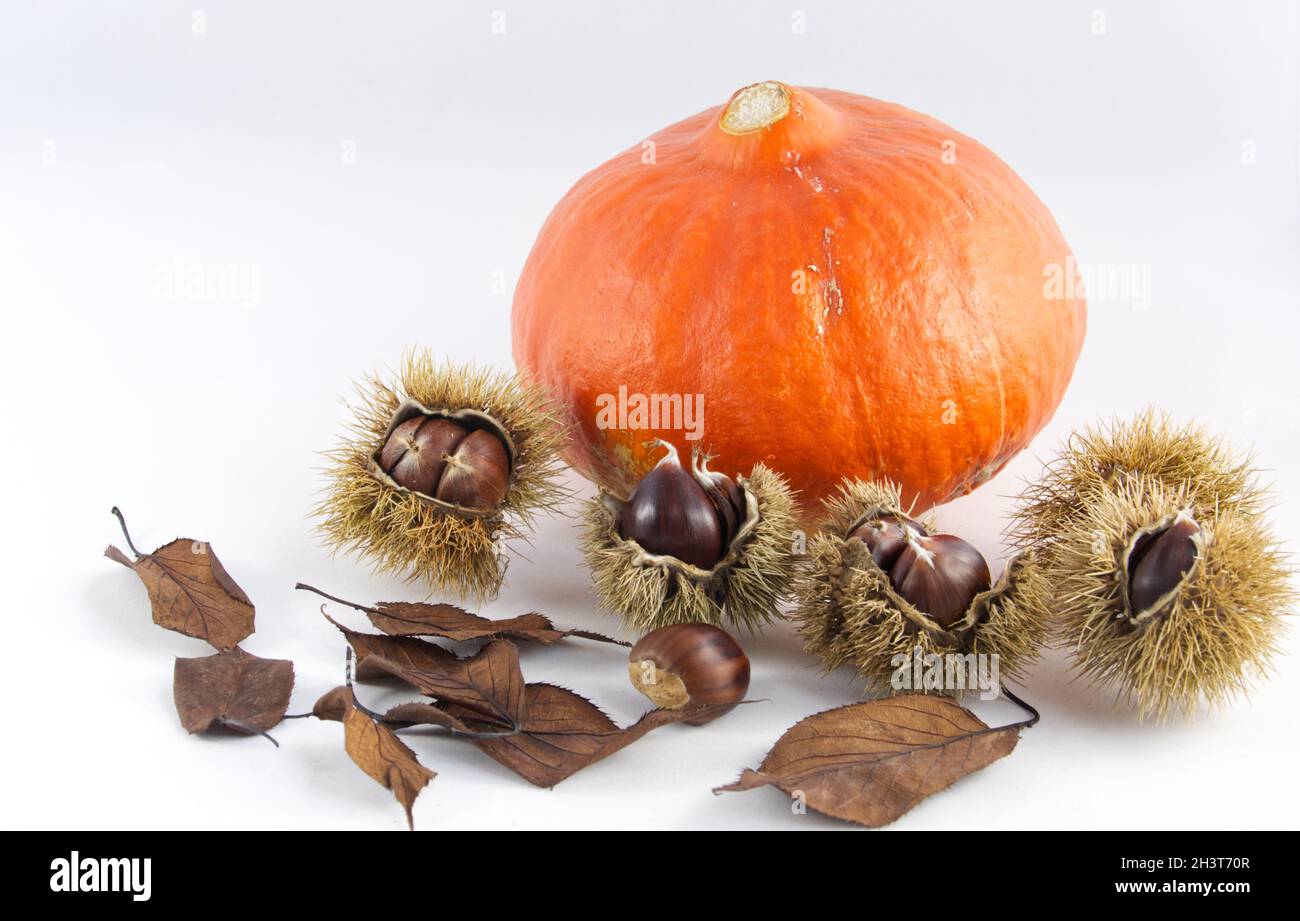 Still-life composition of an orange pumpkin, sweet chestnuts in their spiny cupules, and brown autumn leaves against a white background Stock Photo