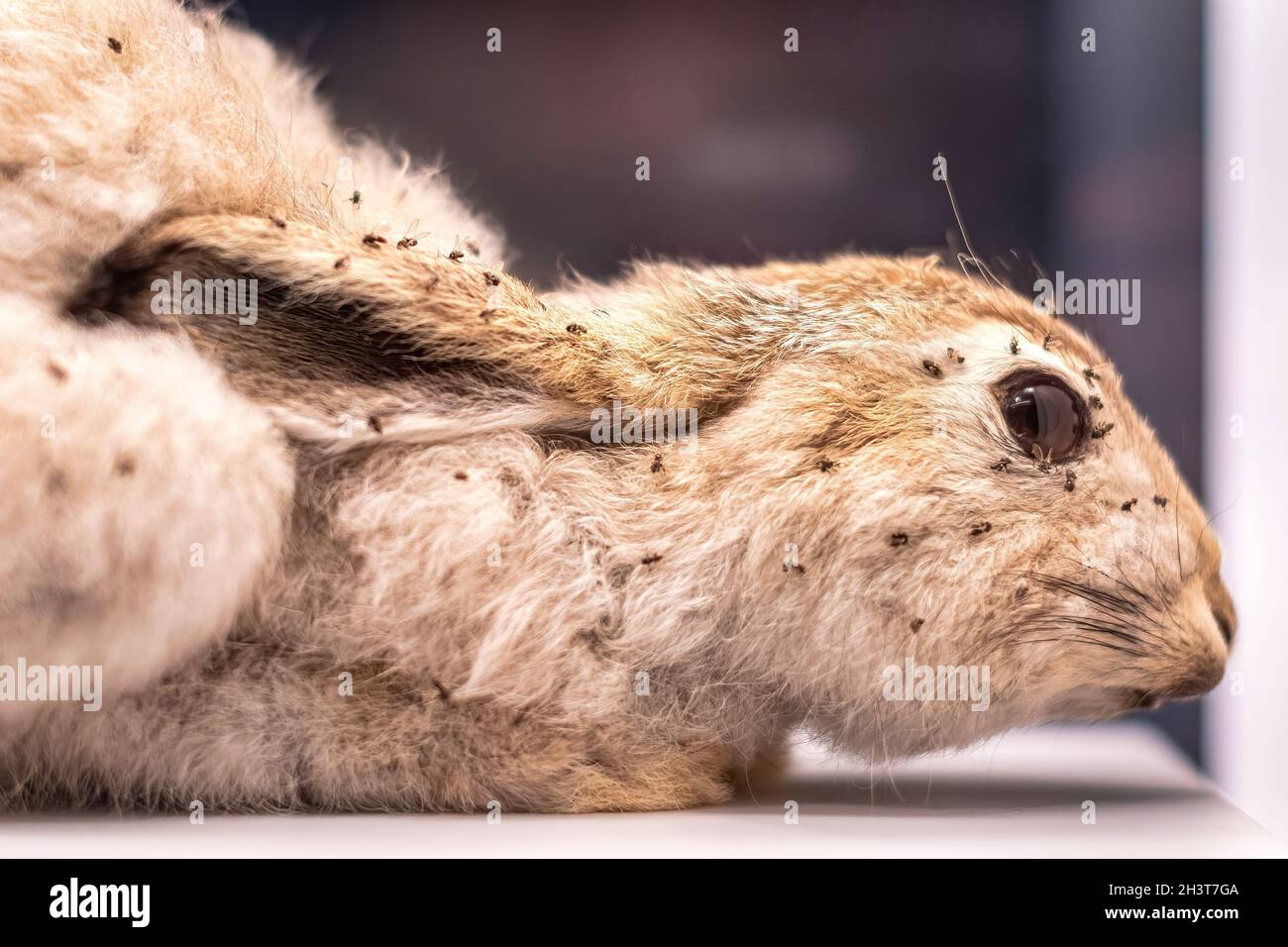 Black flies hires stock photography and images Alamy