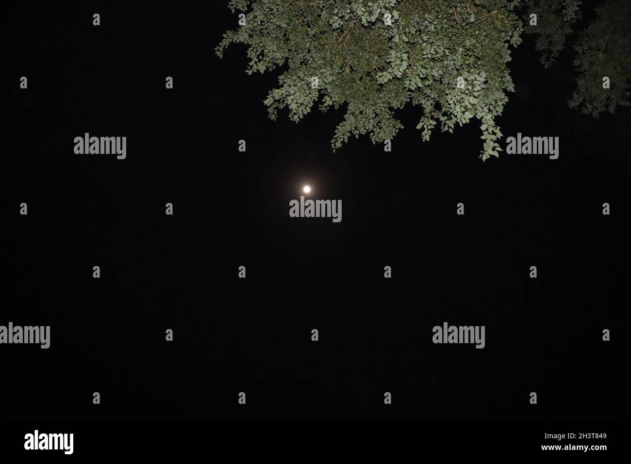 FULL MOON IN NIGHT VIEW |MOON AN NIGHT PHOTOGRAPHY |TREES  IN DARK NIGHT Stock Photo