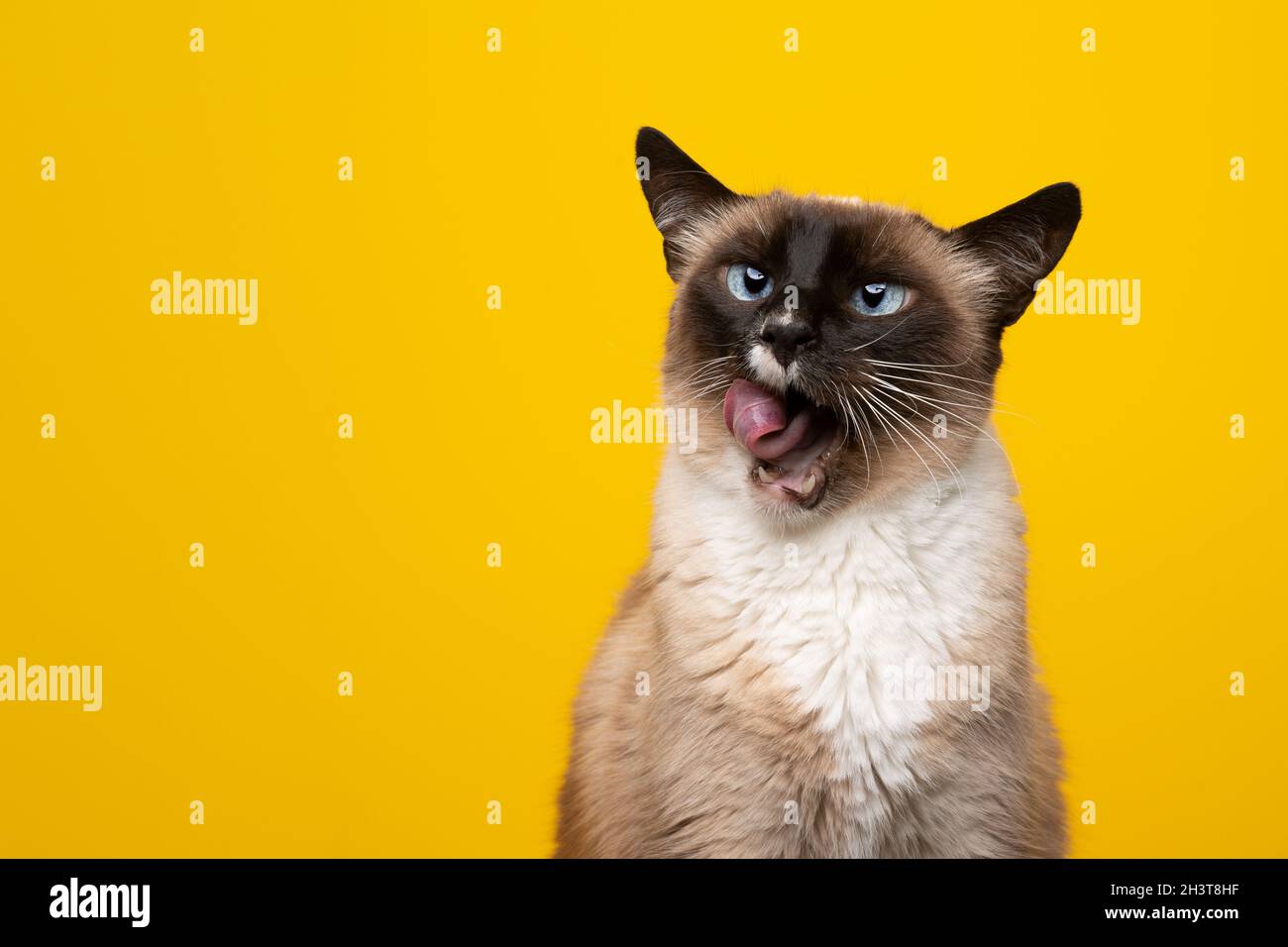 hungry blue eyed siamese cat licking lips with mouth wide open looking to the side on yellow background with copy space Stock Photo