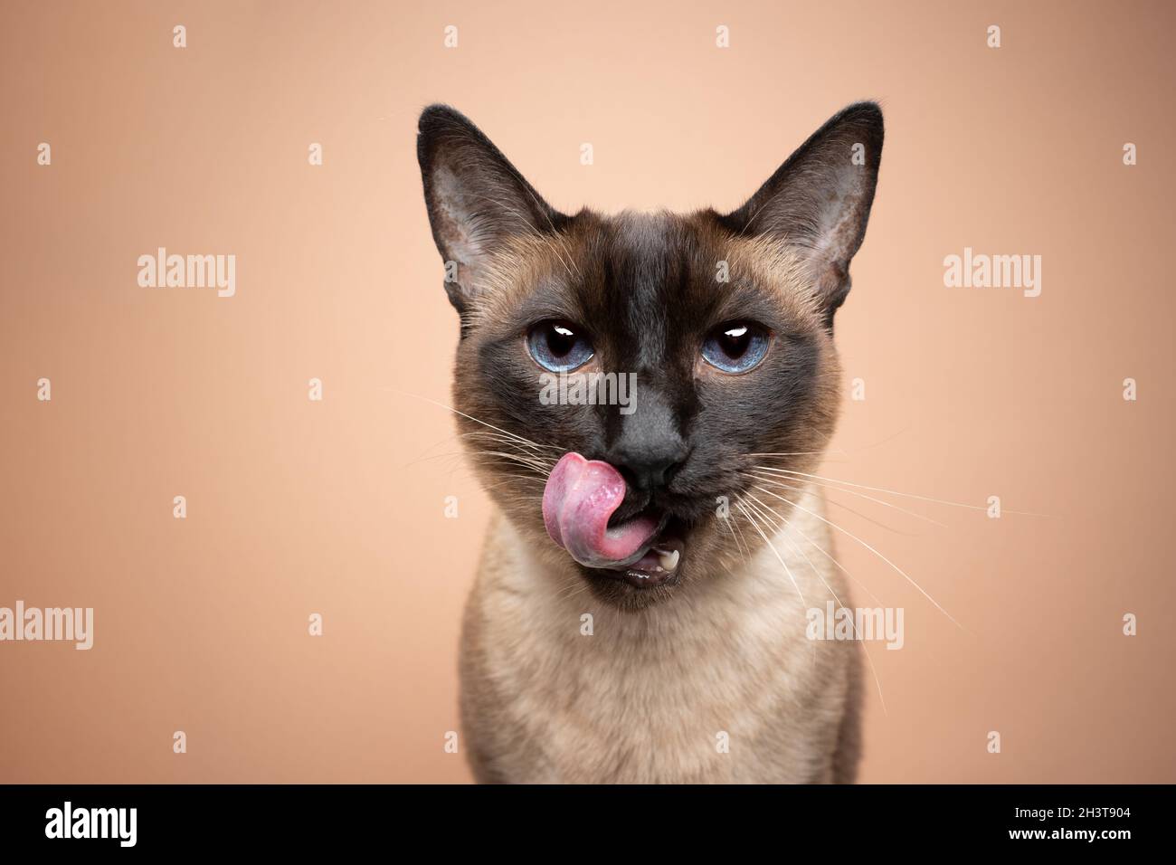 beautiful seal point siamese cat with dark blue eyes licking lips