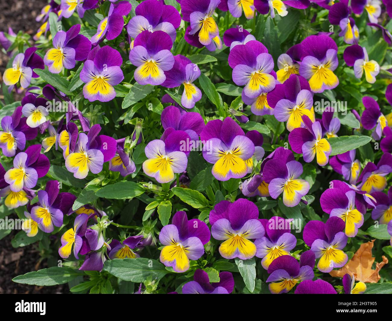 Fresh Viola tricolor flower bed or small Heartsease plant. Violet and purple with yellow center Johnny Jump up flower. Floral textured surface pattern Stock Photo