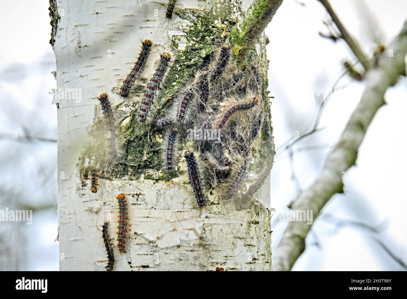 Gypsy moth caterpillars (Lymantria dispar Stock Photo Alamy