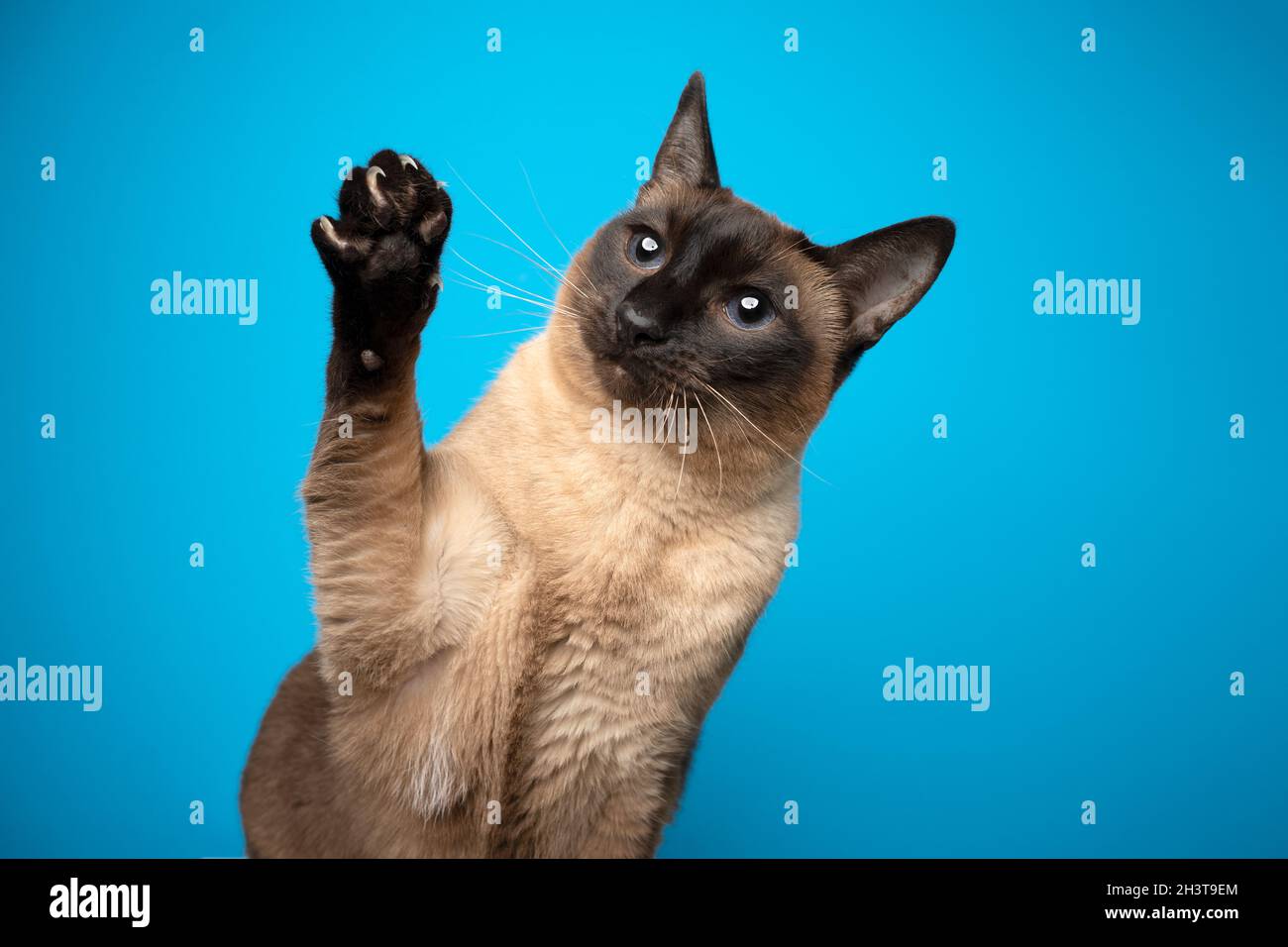 seal point siamese cat playful raising paw showing claws on blue background with copy space
