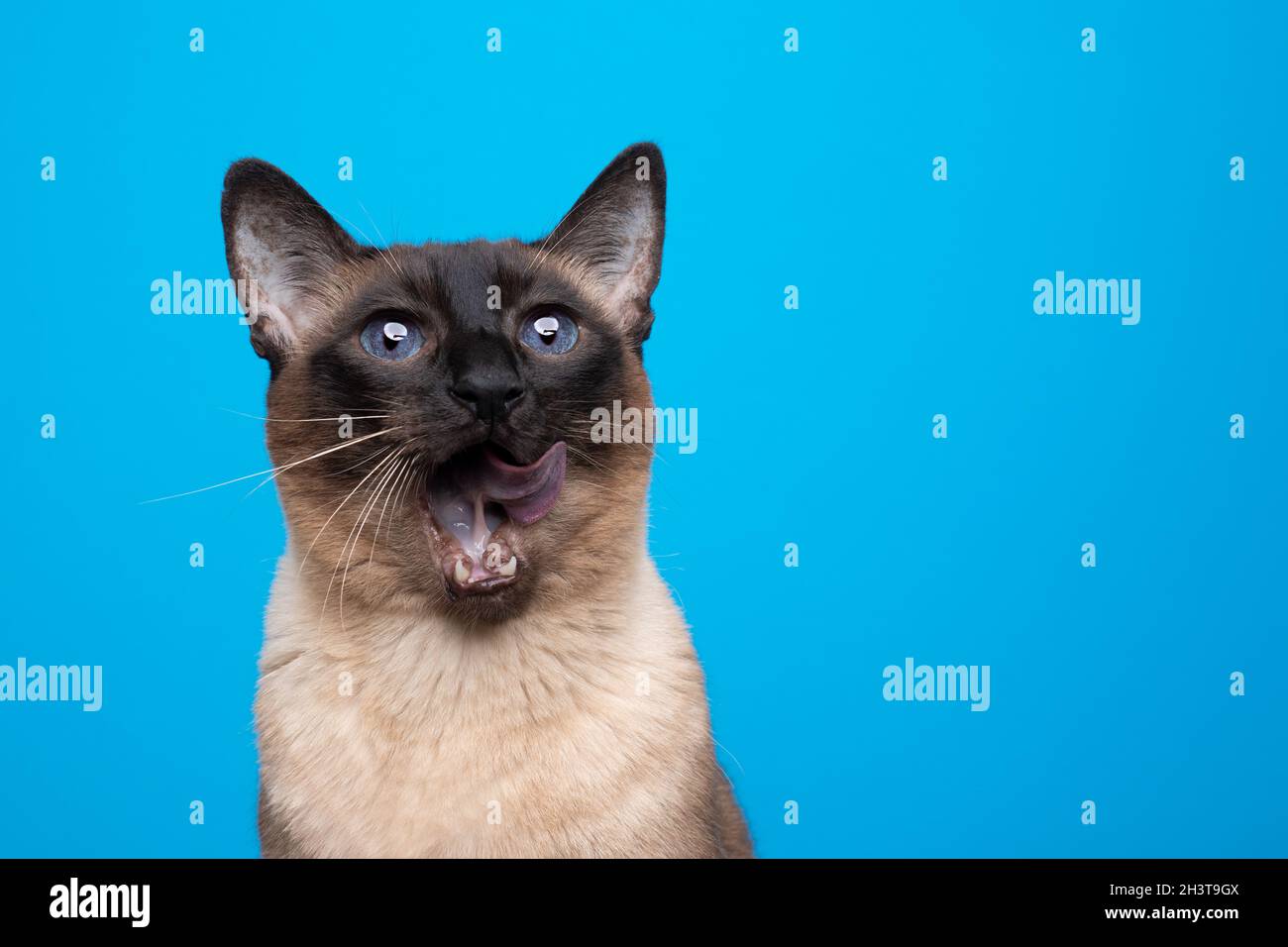 hungry seal point siamese cat with mouth wide open licking lips on blue background with copy space Stock Photo