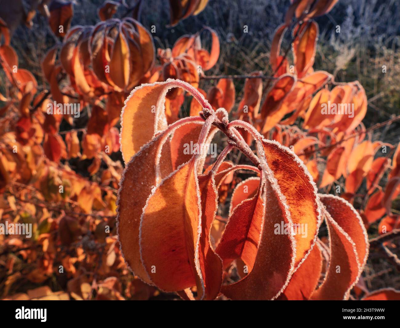 Frosty morning in the meadow. Shrub leaves, withered plants and grass
