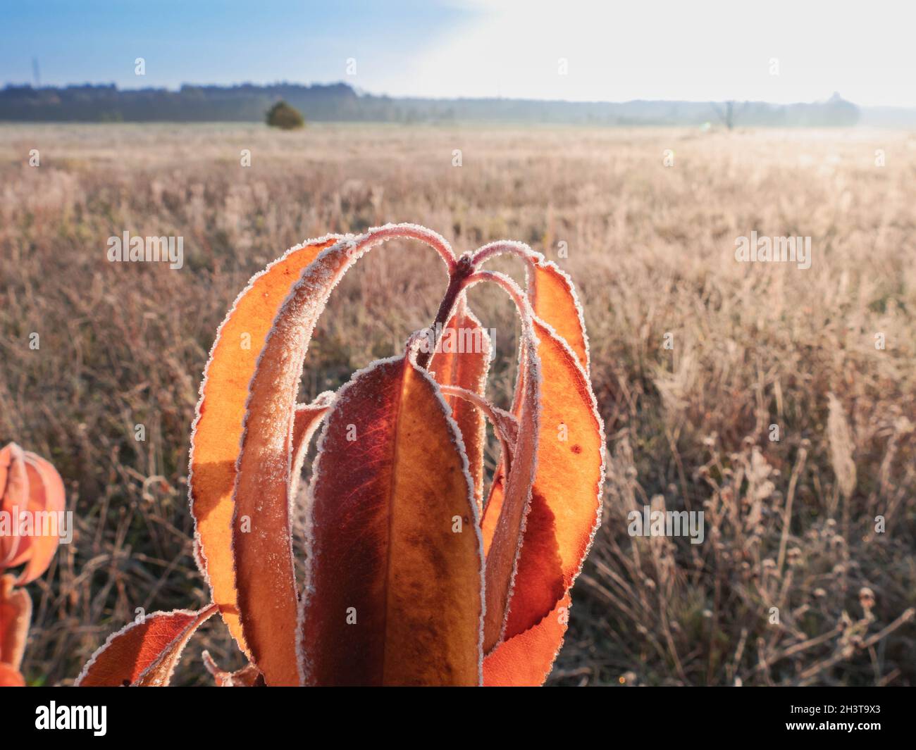 Frosty morning in the meadow. Shrub leaves, withered plants and grass are covered with frost. The sun shines. Stock Photo