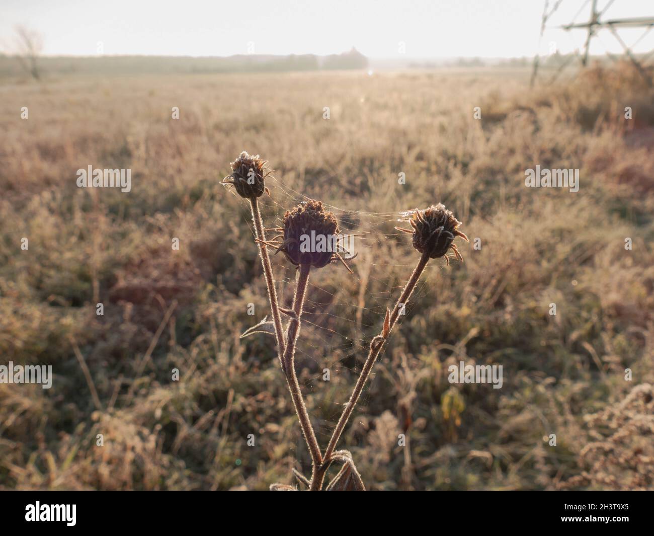 Frosty morning in the meadow. Shrub leaves, withered plants and grass
