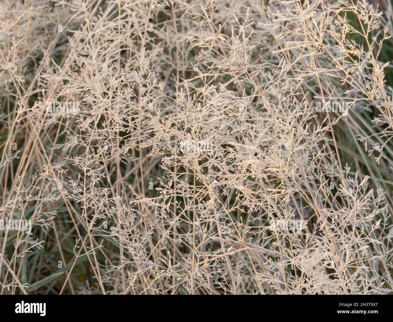 Frosty morning in the meadow. Shrub leaves, withered plants and grass
