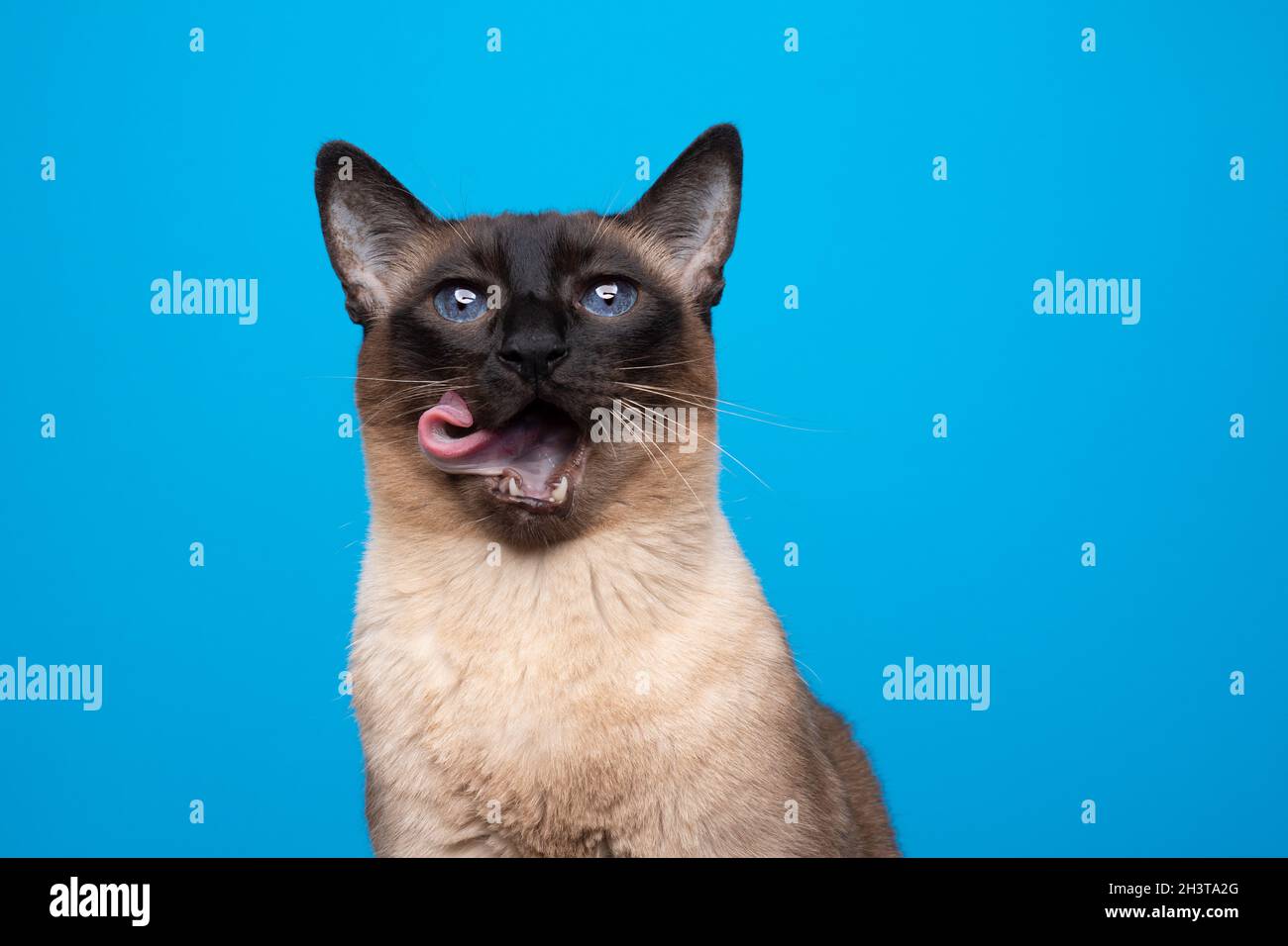 hungry blue eyed seal point siamese cat with mouth wide open licking lips on blue background with copy space Stock Photo